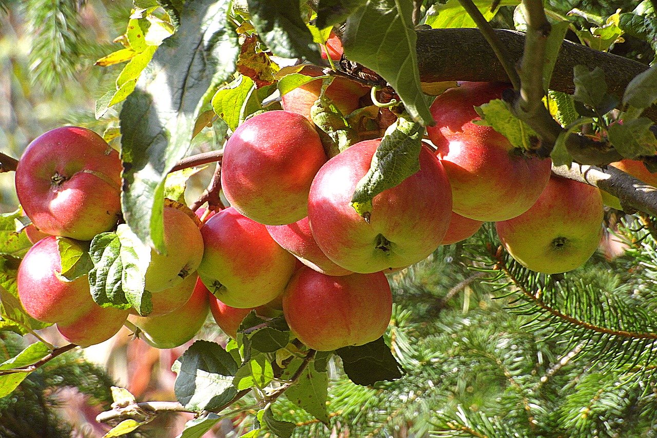 apples-abundant-life-wes_schaeffer_from_todays_reading