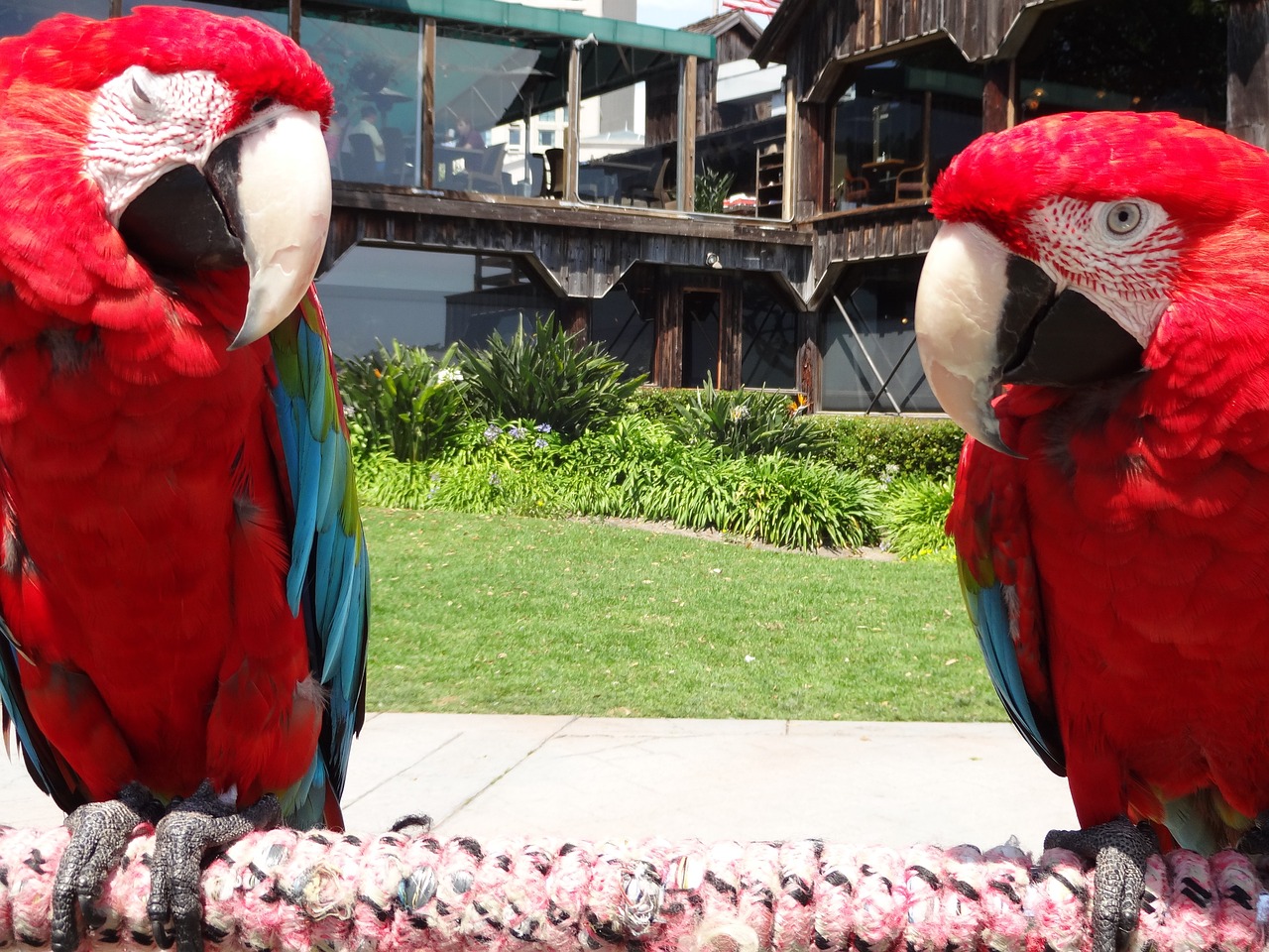 Proclaim their rebellious acts to the parrots and everyone else from today's reading with Wes Schaeffer. 