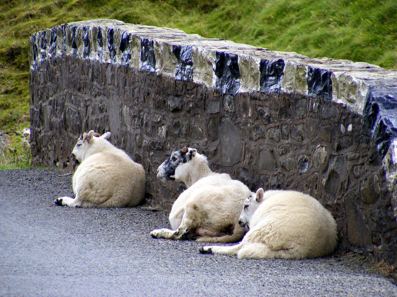 His sheep know His voice and follow Him from today's reading with Wes Schaeffer.