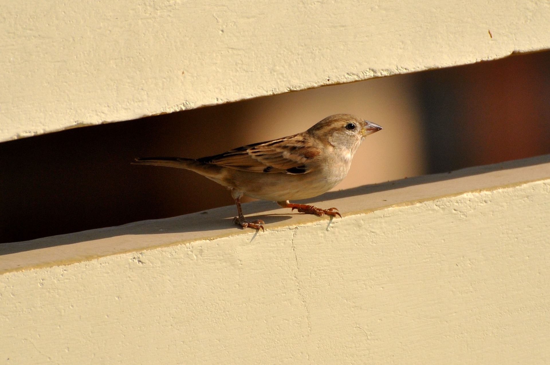 God sees the smallest sparrow and you from today's reading with Wes Schaeffer.
